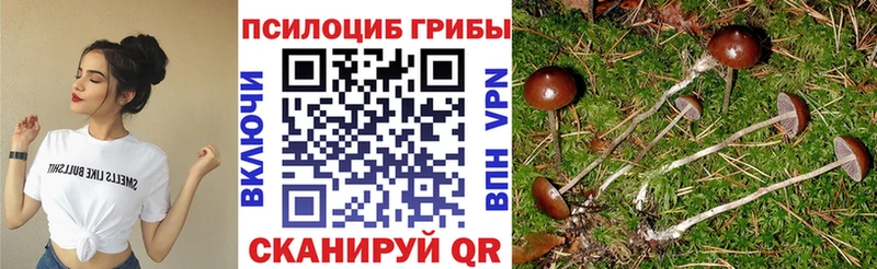 купить наркоту Лиски Галлюциногенные грибы Cubensis